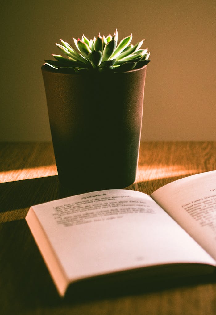 A sunlit scene highlighting a succulent plant and an open book on a wooden table.